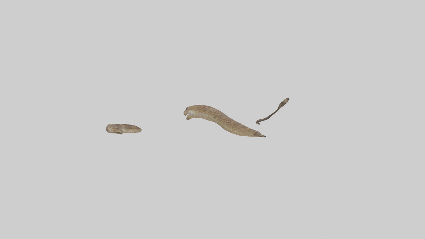 3D model Rattlesnake Tail VR / AR / low-poly