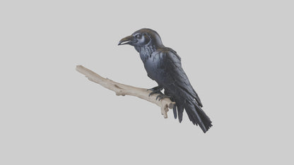 3D model Rattlesnake Tail VR / AR / low-poly