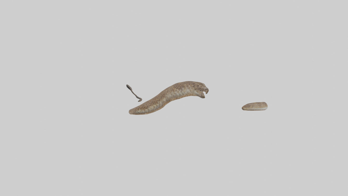 3D model Rattlesnake Tail VR / AR / low-poly