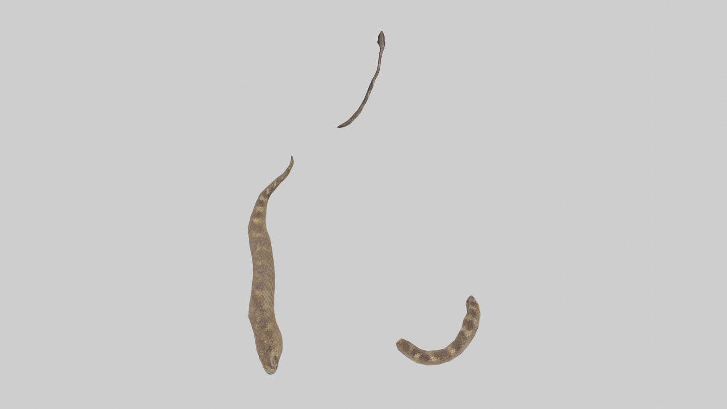3D model Rattlesnake Tail VR / AR / low-poly