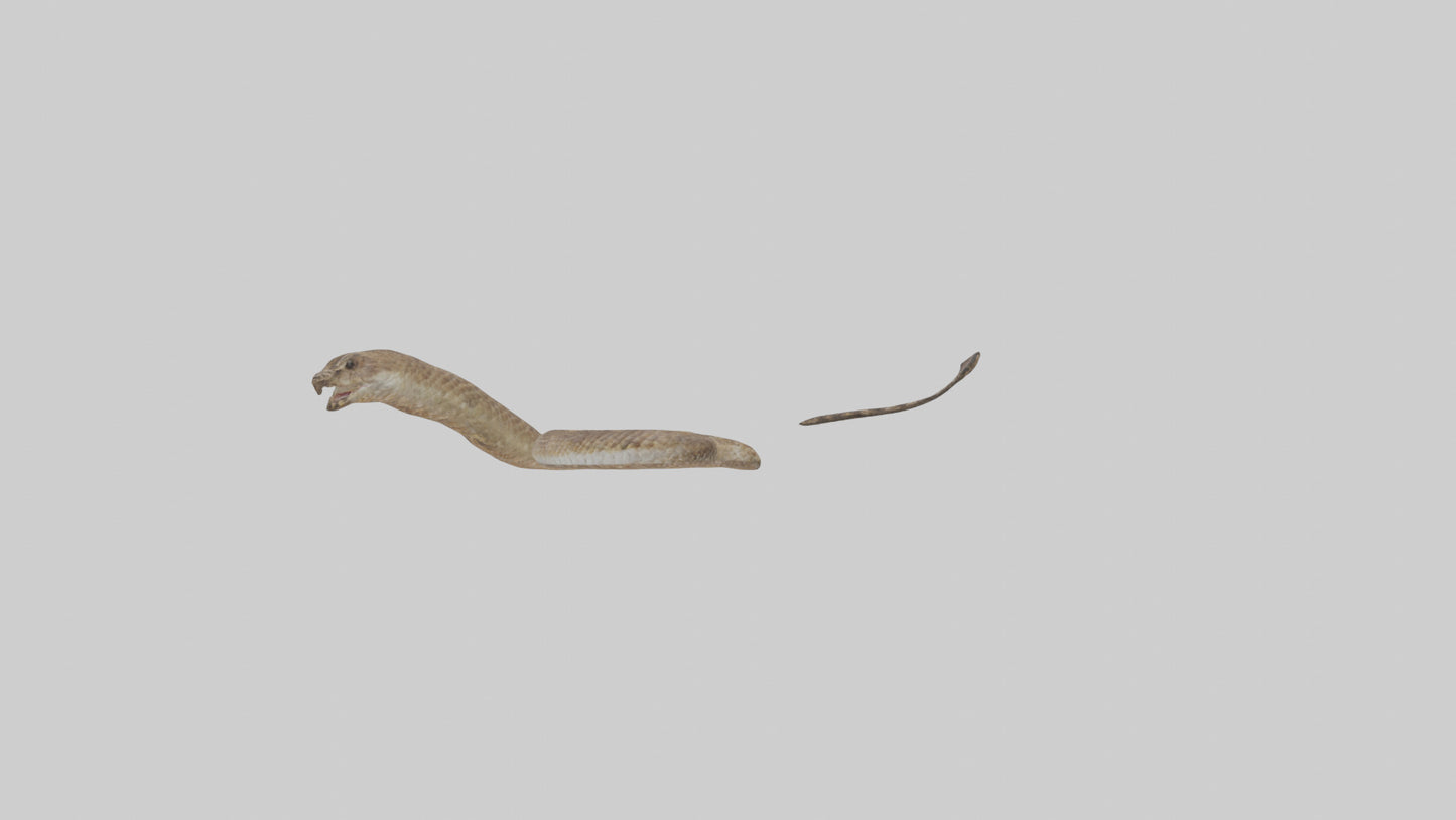 3D model Rattlesnake Tail VR / AR / low-poly