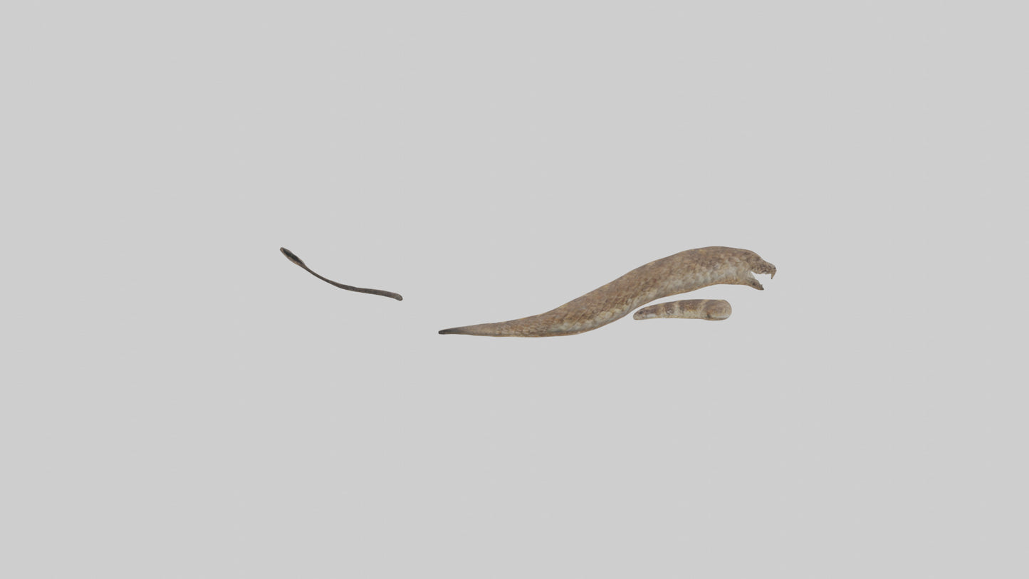 3D model Rattlesnake Tail VR / AR / low-poly