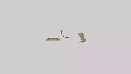 3D model Rattlesnake Tail VR / AR / low-poly