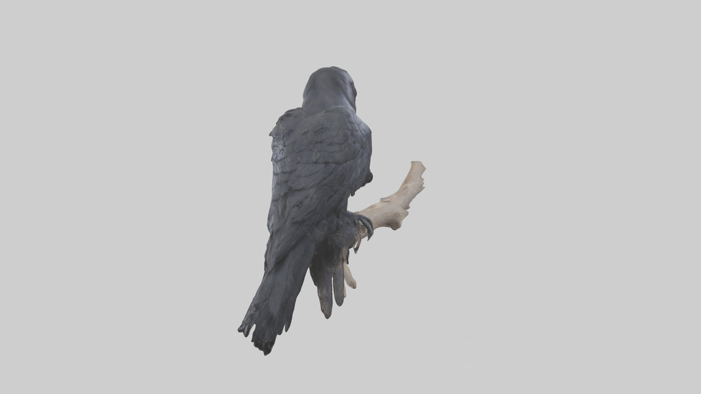 3D model Rattlesnake Tail VR / AR / low-poly