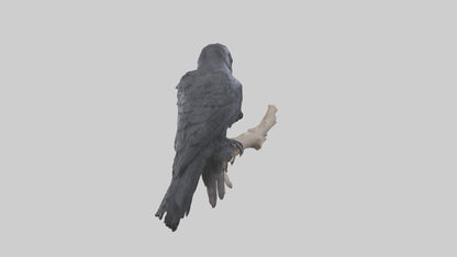 3D model Rattlesnake Tail VR / AR / low-poly