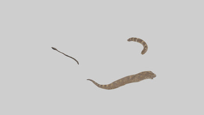 3D model Rattlesnake Tail VR / AR / low-poly