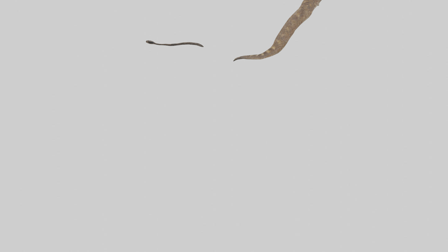 3D model Rattlesnake Tail VR / AR / low-poly