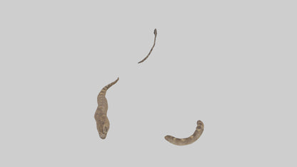 3D model Rattlesnake Tail VR / AR / low-poly