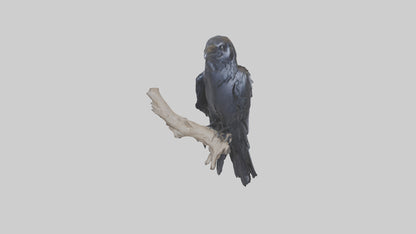 3D model Rattlesnake Tail VR / AR / low-poly