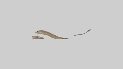 3D model Rattlesnake Tail VR / AR / low-poly