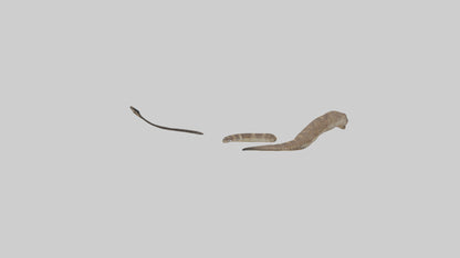 3D model Rattlesnake Tail VR / AR / low-poly
