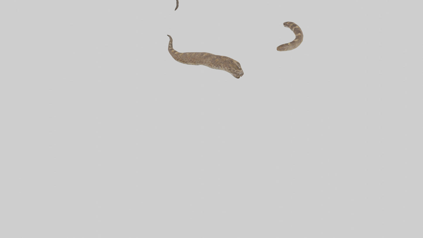 3D model Rattlesnake Tail VR / AR / low-poly