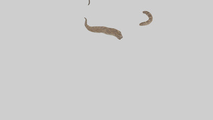 3D model Rattlesnake Tail VR / AR / low-poly