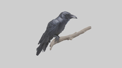 3D model Rattlesnake Tail VR / AR / low-poly