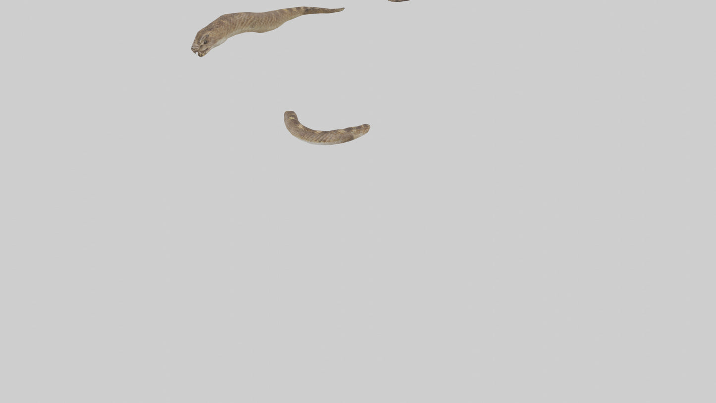3D model Rattlesnake Tail VR / AR / low-poly