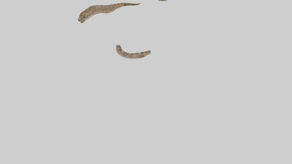 3D model Rattlesnake Tail VR / AR / low-poly