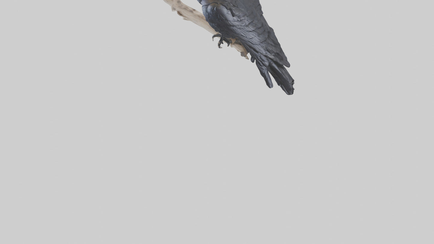 3D model Rattlesnake Tail VR / AR / low-poly