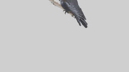 3D model Rattlesnake Tail VR / AR / low-poly