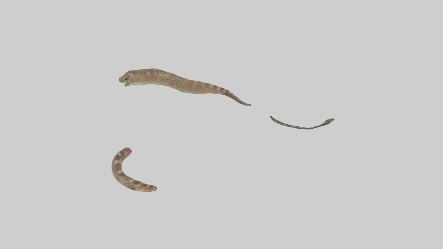 3D model Rattlesnake Tail VR / AR / low-poly