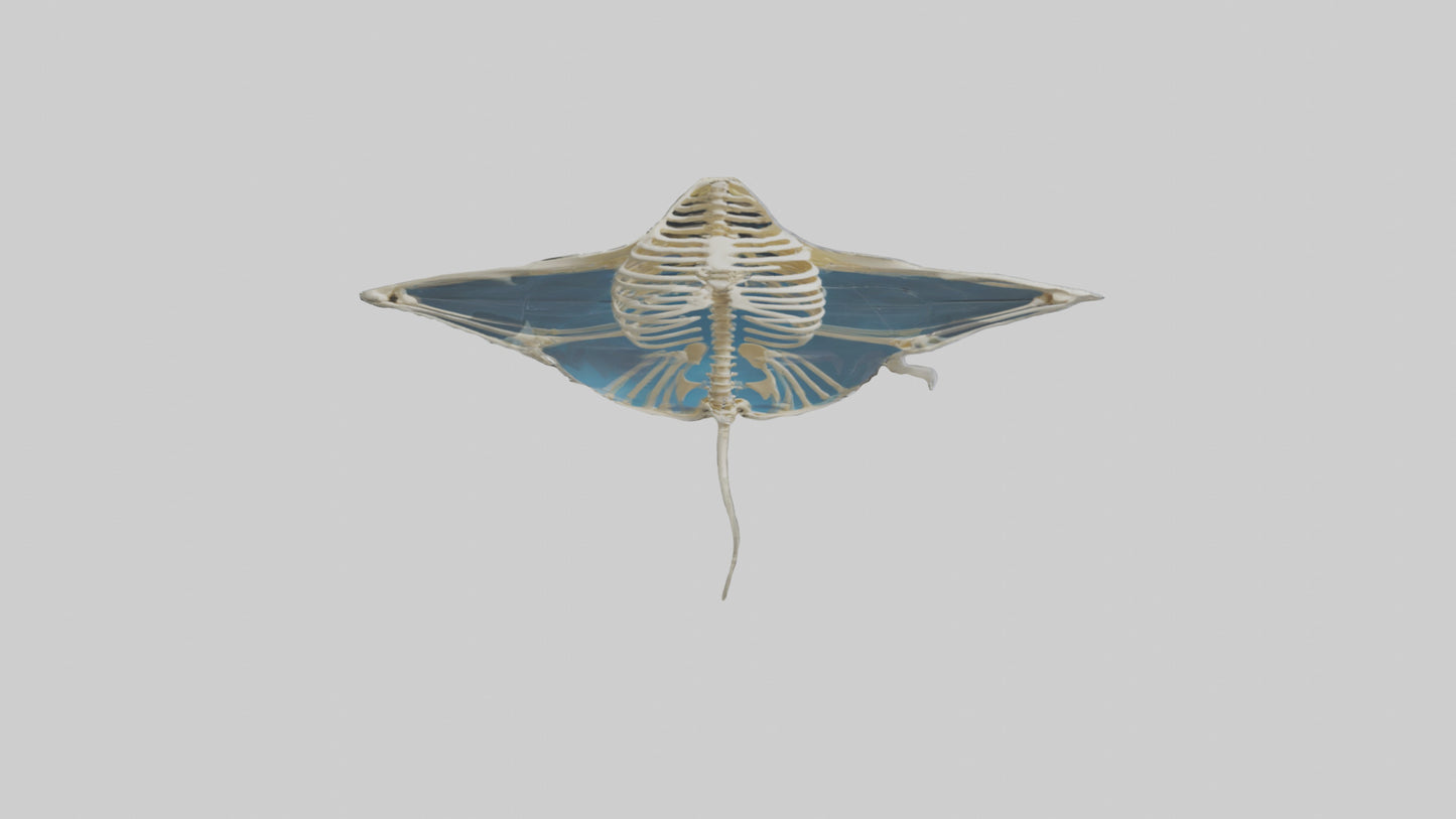 Ray Skeleton model VR / AR / low-poly