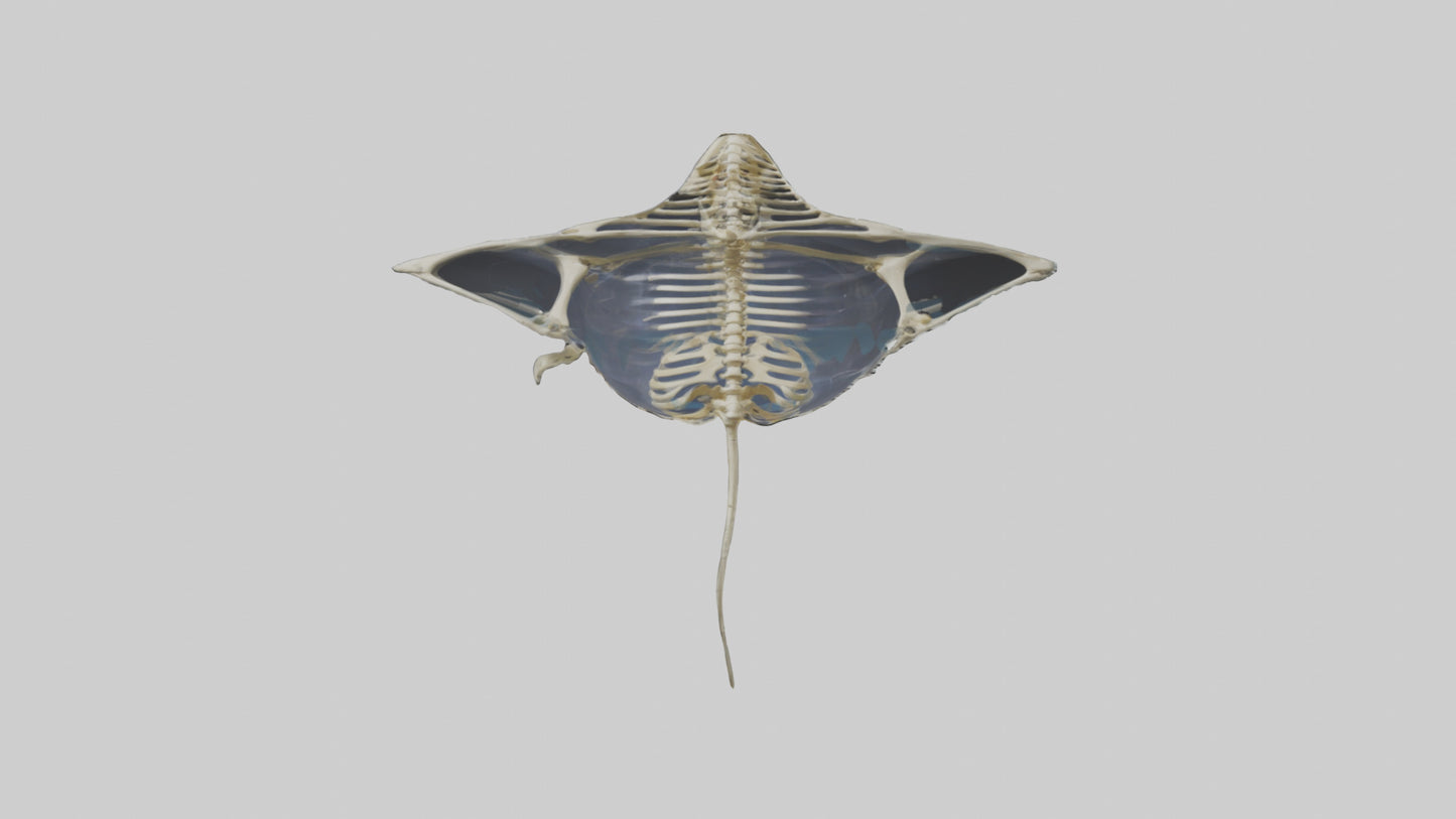 Ray Skeleton model VR / AR / low-poly