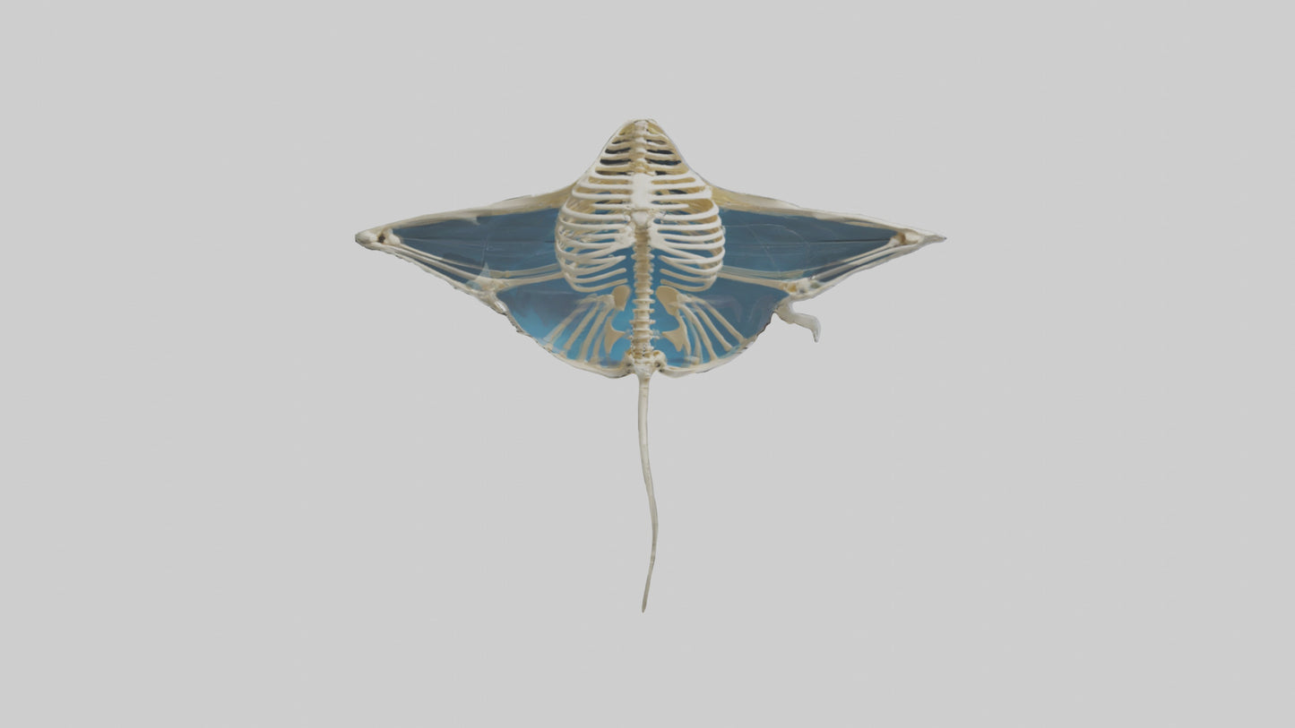 Ray Skeleton model VR / AR / low-poly