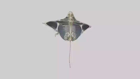 Ray Skeleton model VR / AR / low-poly