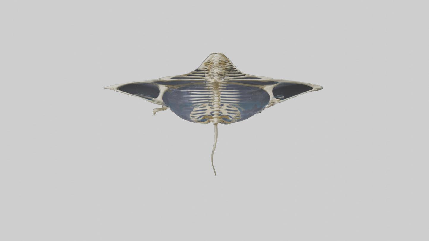 Ray Skeleton model VR / AR / low-poly