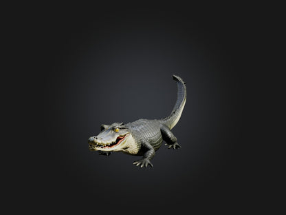 3D model Realistic Alligator Model VR / AR / low-poly