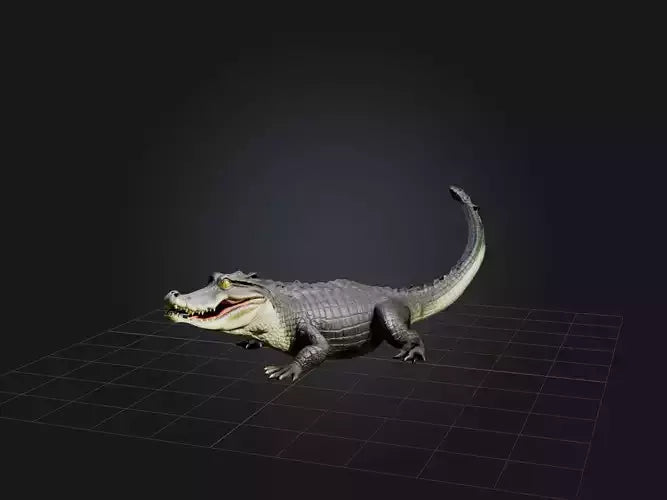 3D model Realistic Alligator Model VR / AR / low-poly