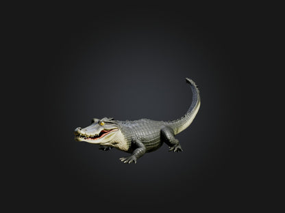 3D model Realistic Alligator Model VR / AR / low-poly