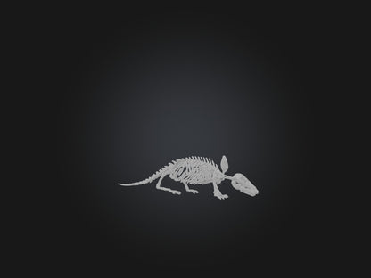 Realistic Armadillo Skeleton Model VR / AR / low-poly