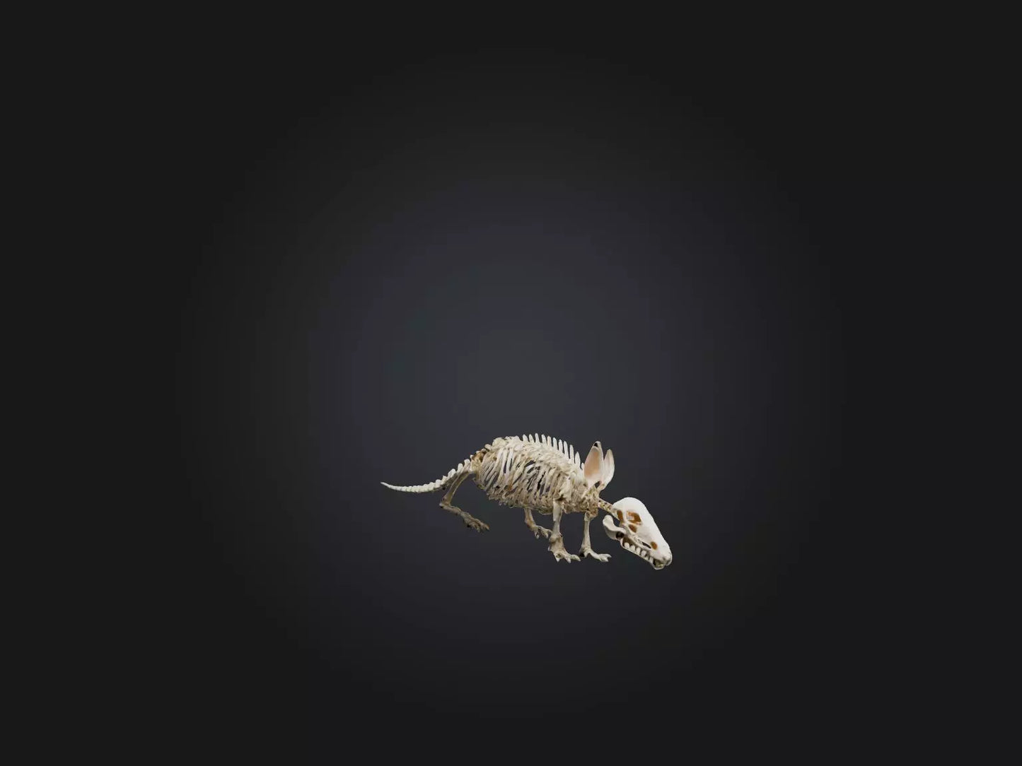 Realistic Armadillo Skeleton Model VR / AR / low-poly