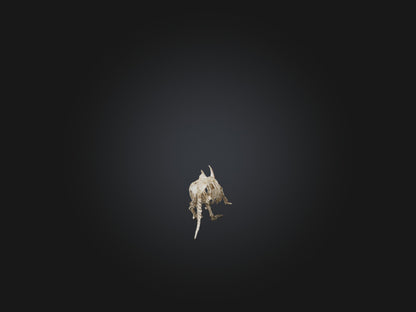 Realistic Armadillo Skeleton Model VR / AR / low-poly