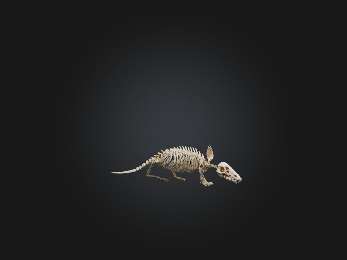Realistic Armadillo Skeleton Model VR / AR / low-poly