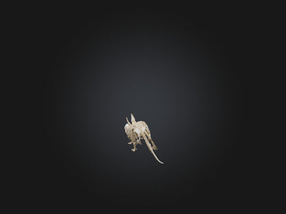 Realistic Armadillo Skeleton Model VR / AR / low-poly