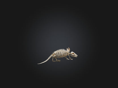 Realistic Armadillo Skeleton Model VR / AR / low-poly
