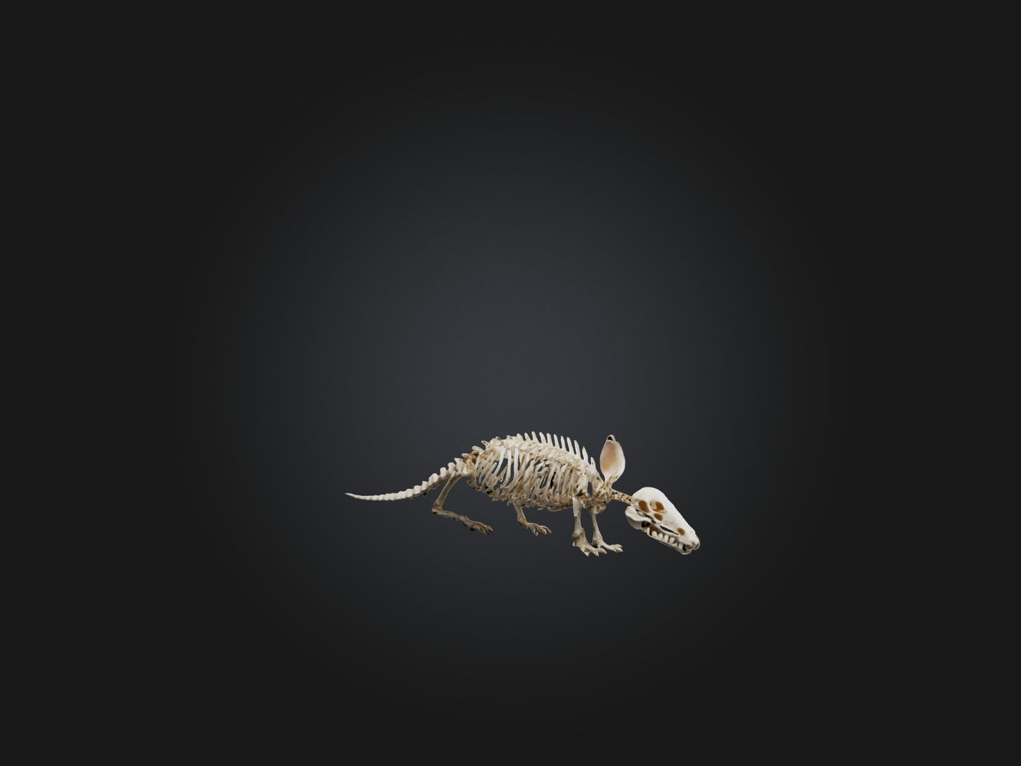 Realistic Armadillo Skeleton Model VR / AR / low-poly