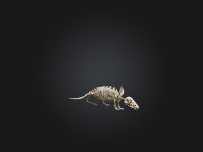 Realistic Armadillo Skeleton Model VR / AR / low-poly