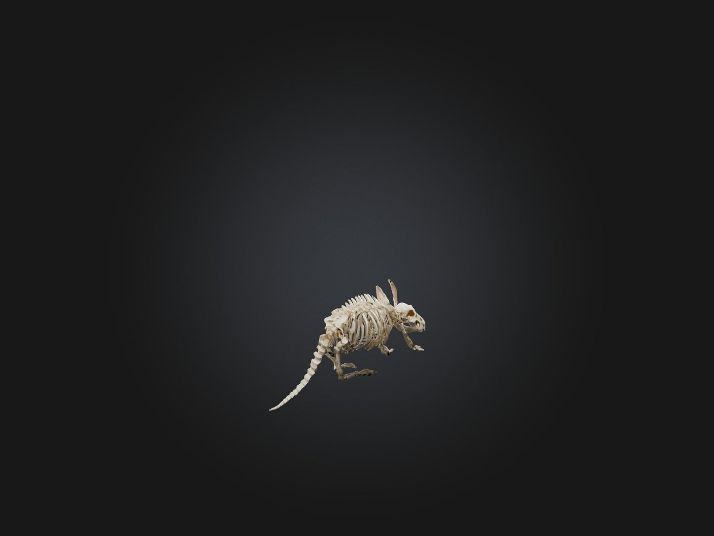 Realistic Armadillo Skeleton Model VR / AR / low-poly