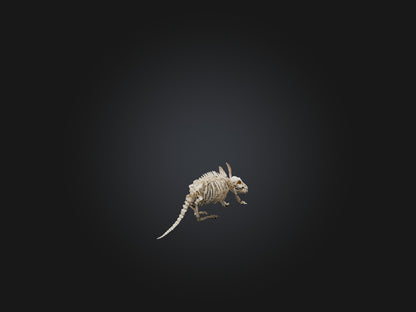 Realistic Armadillo Skeleton Model VR / AR / low-poly