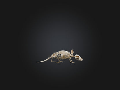 Realistic Armadillo Skeleton Model VR / AR / low-poly