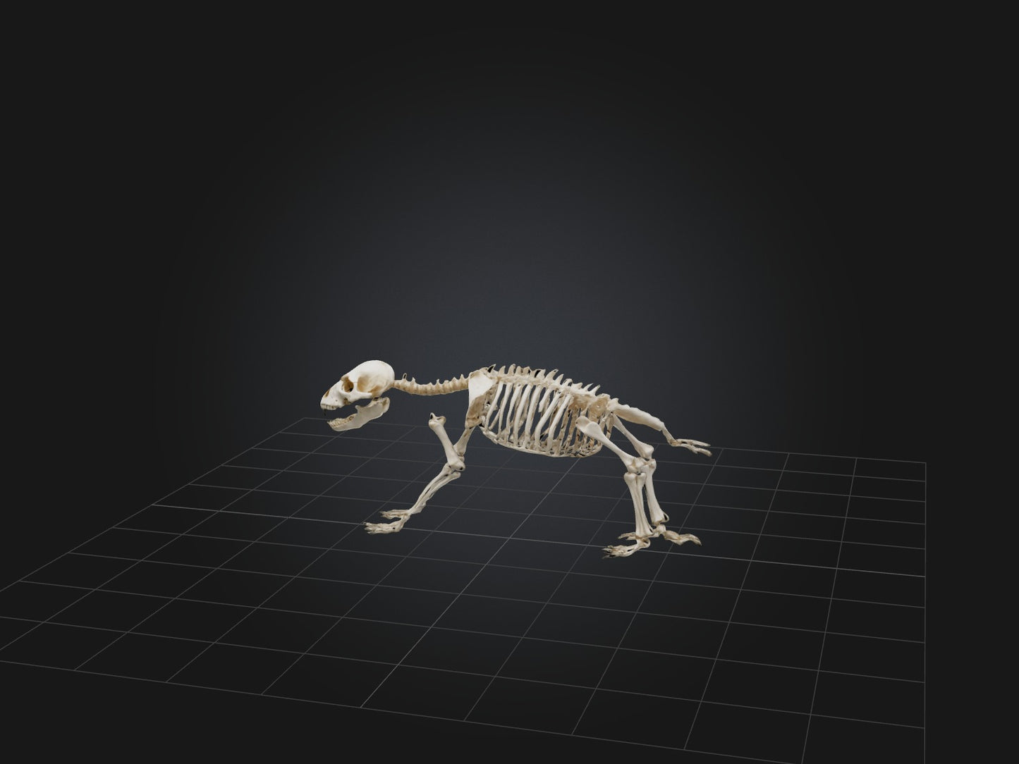Realistic Bear Skeleton Model VR / AR / low-poly