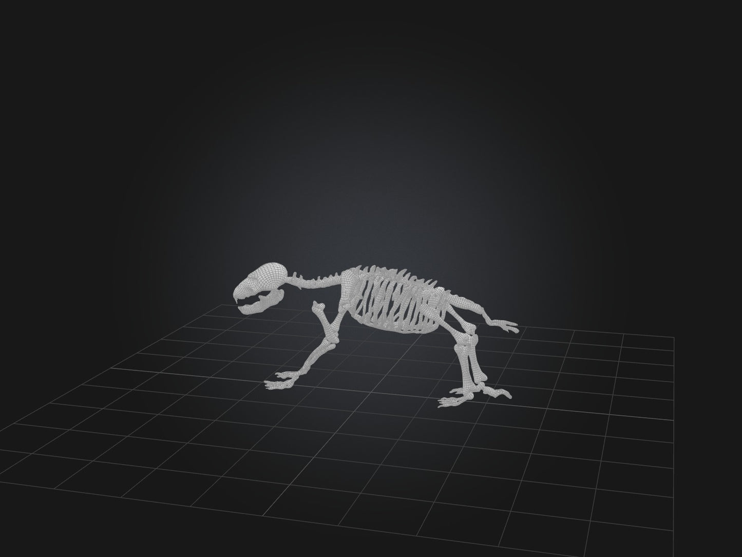 Realistic Bear Skeleton Model VR / AR / low-poly