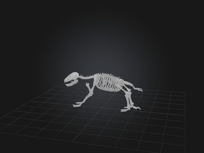 Realistic Bear Skeleton Model VR / AR / low-poly