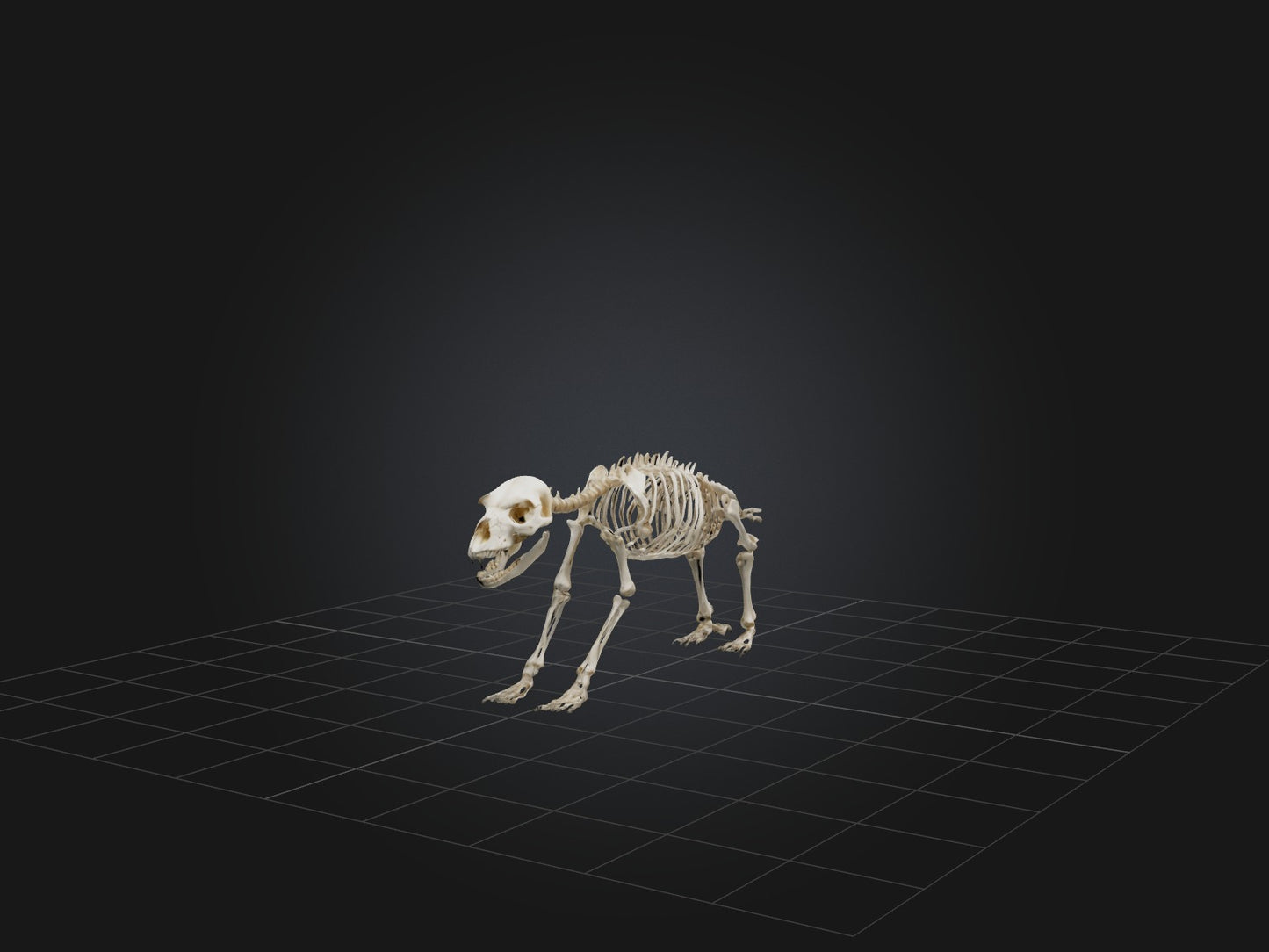 Realistic Bear Skeleton Model VR / AR / low-poly