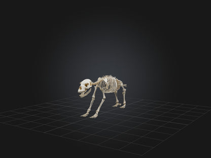 Realistic Bear Skeleton Model VR / AR / low-poly