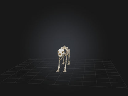 Realistic Bear Skeleton Model VR / AR / low-poly