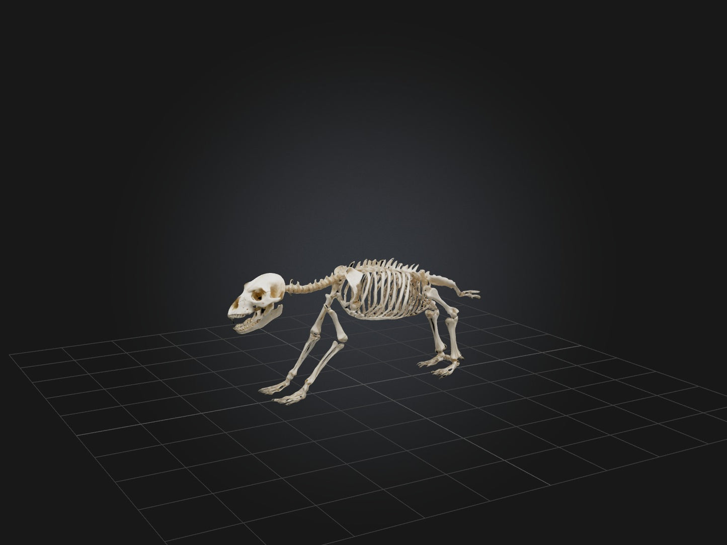 Realistic Bear Skeleton Model VR / AR / low-poly