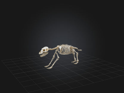 Realistic Bear Skeleton Model VR / AR / low-poly